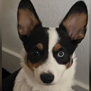 Meet your Posher, Fawzan